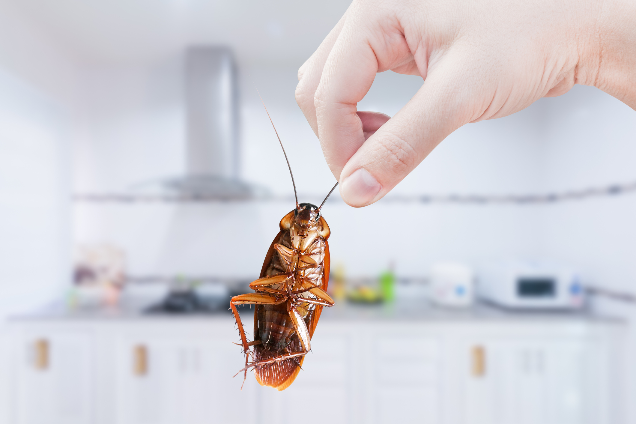 How Long Does It Take Raid To Kill A Roach